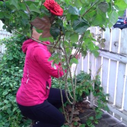 rose